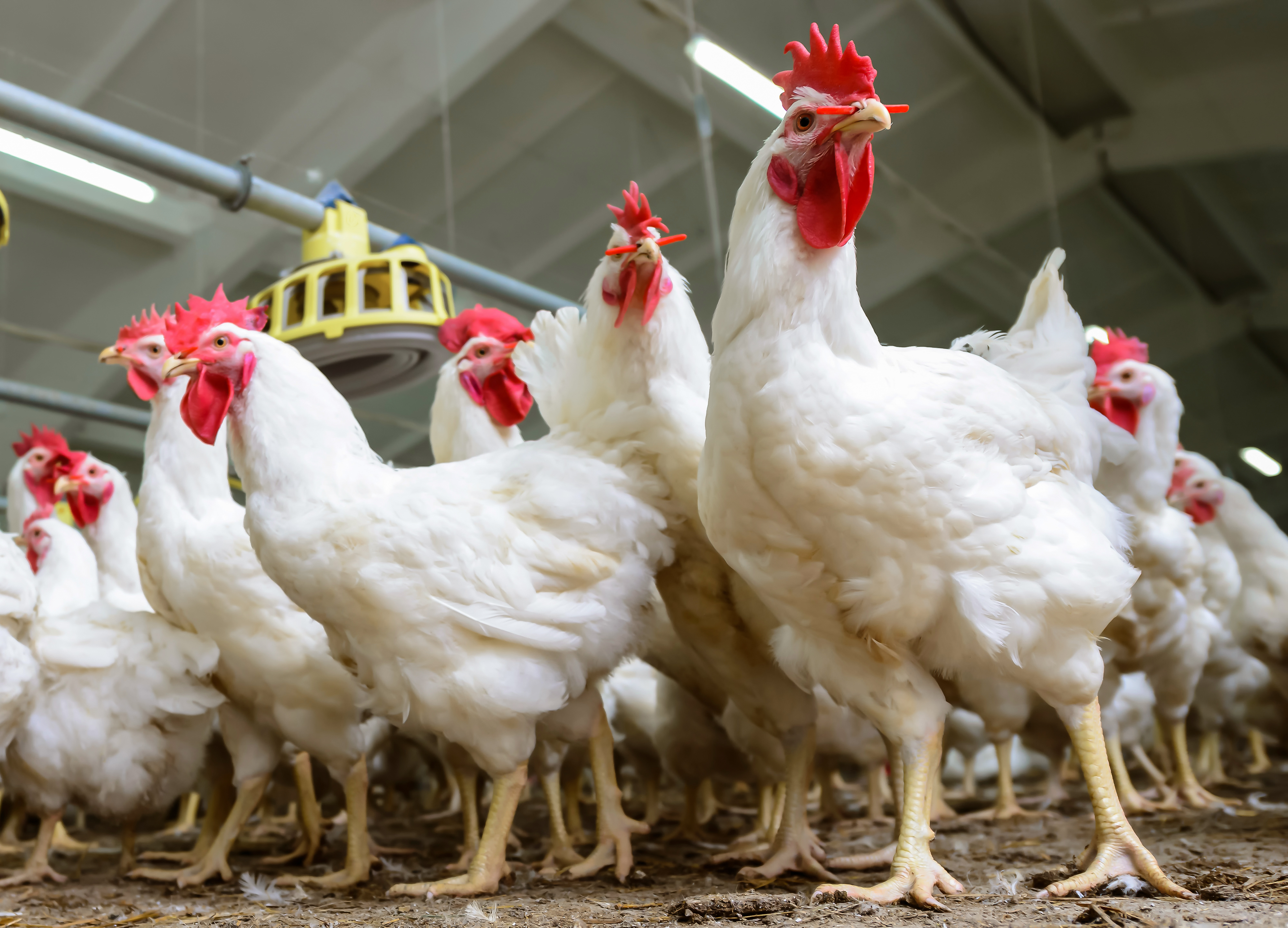 5 Cara Ternak Ayam Tanpa Bau dan Kotor